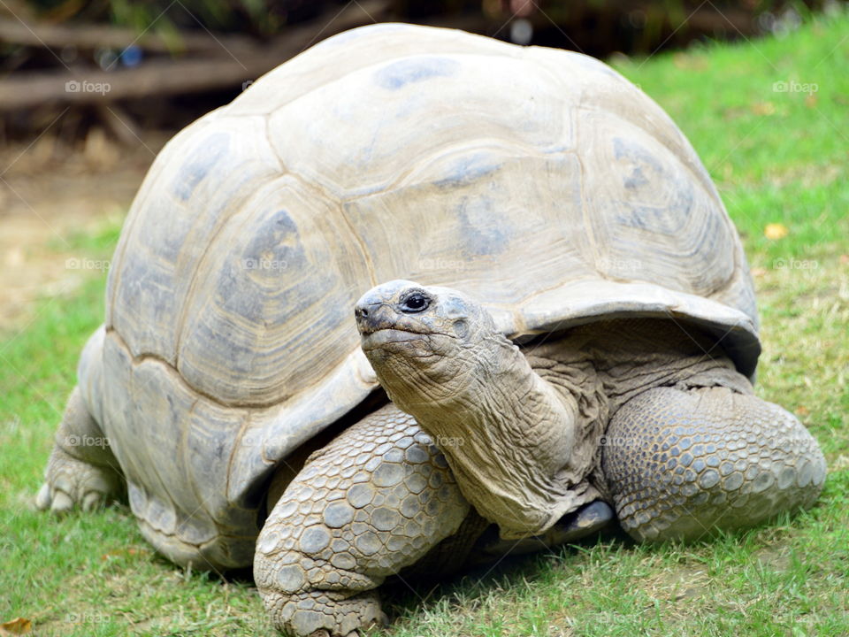 Portrait of giant tortoise
