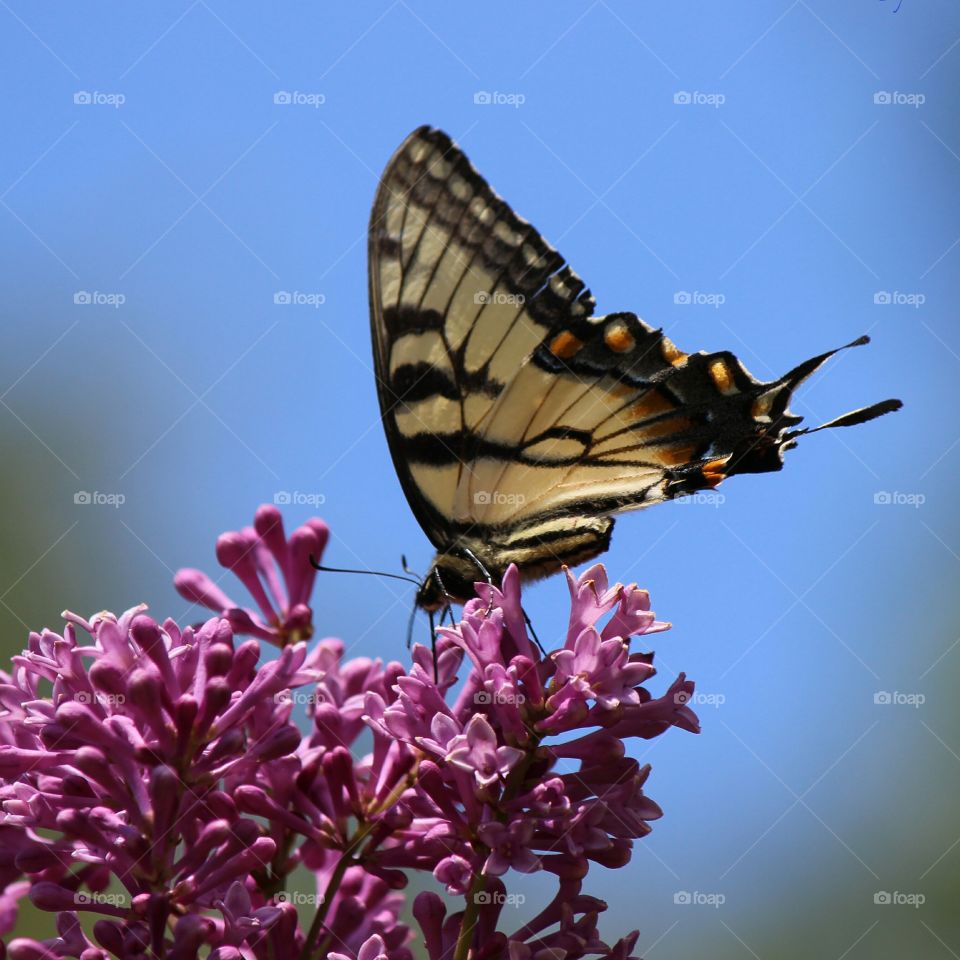 lilacs perfume attracts butterfly