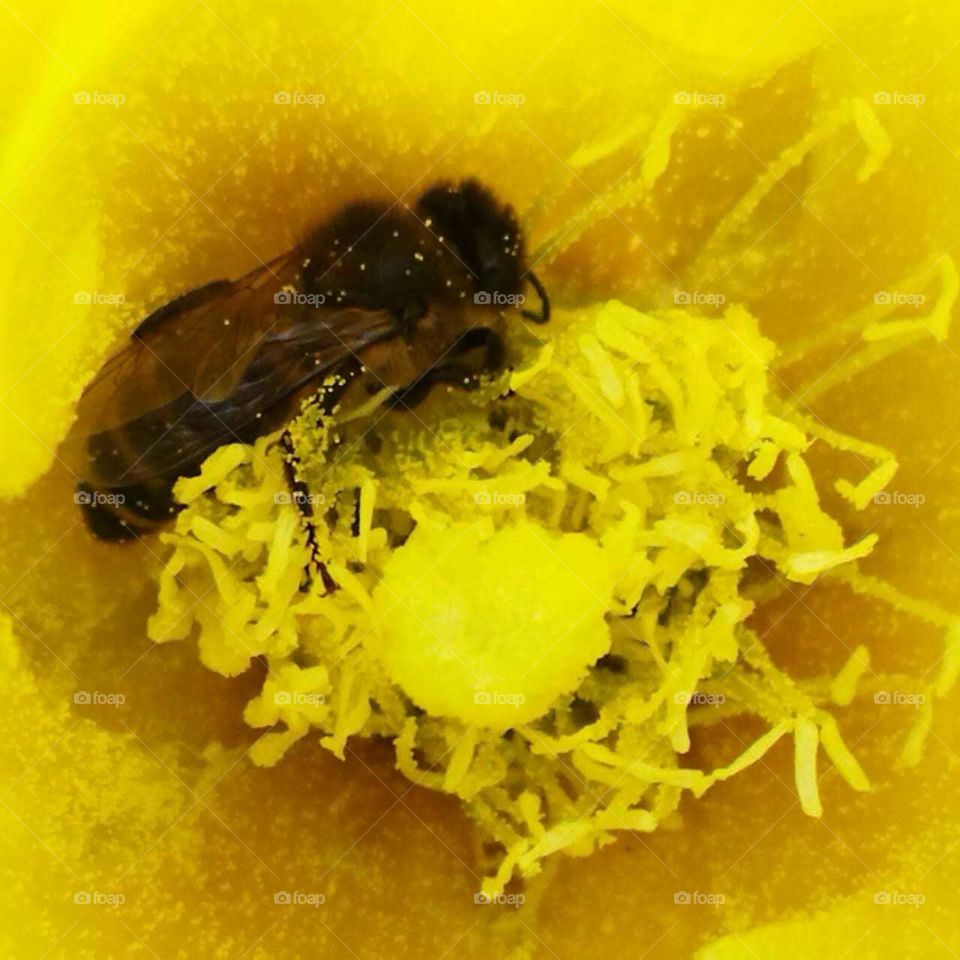 Beautiful bee on yellow cactus flower.