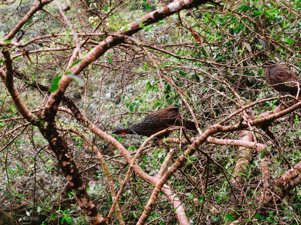 Jacu Birds at São Francisco Xavier Mountains, Brazil. The Birds are in Trees.