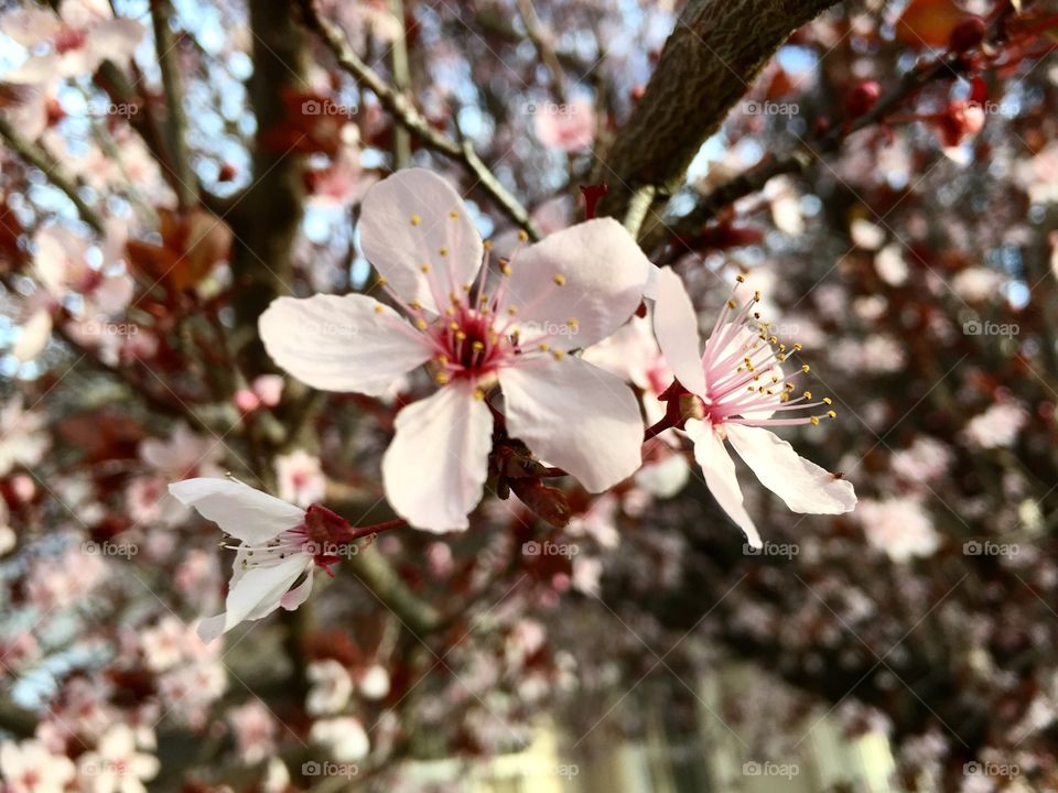 Spring Blooming 