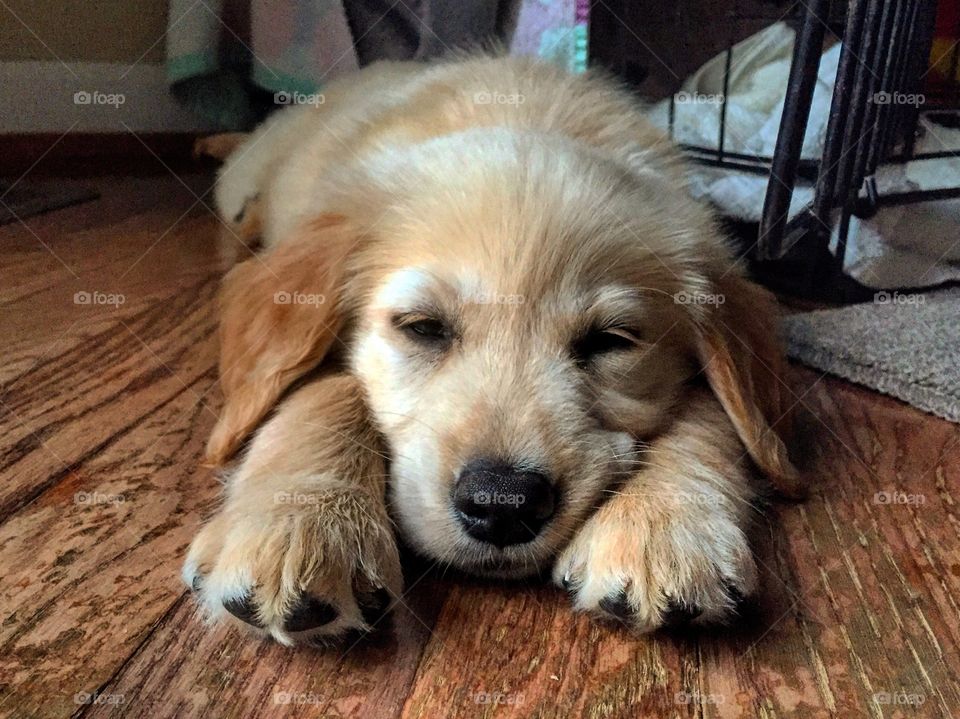 Golden retriever puppy 