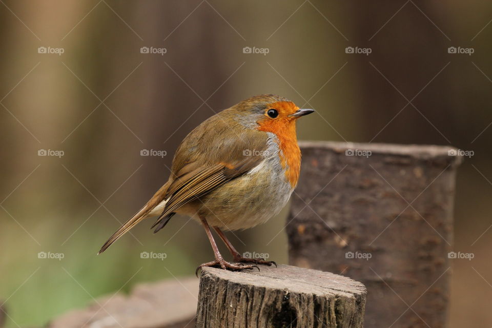 Plumped up Robin redbreast in 4 degrees Celsius 