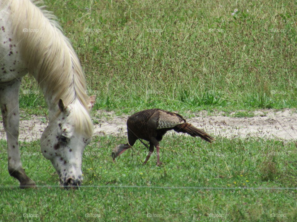 Grass, Animal, Wildlife, Nature, Mammal