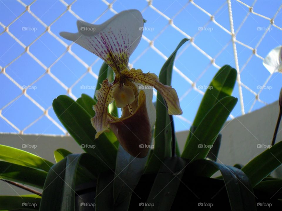 Orquídea "Sapatinho" (Cypripedioideae)