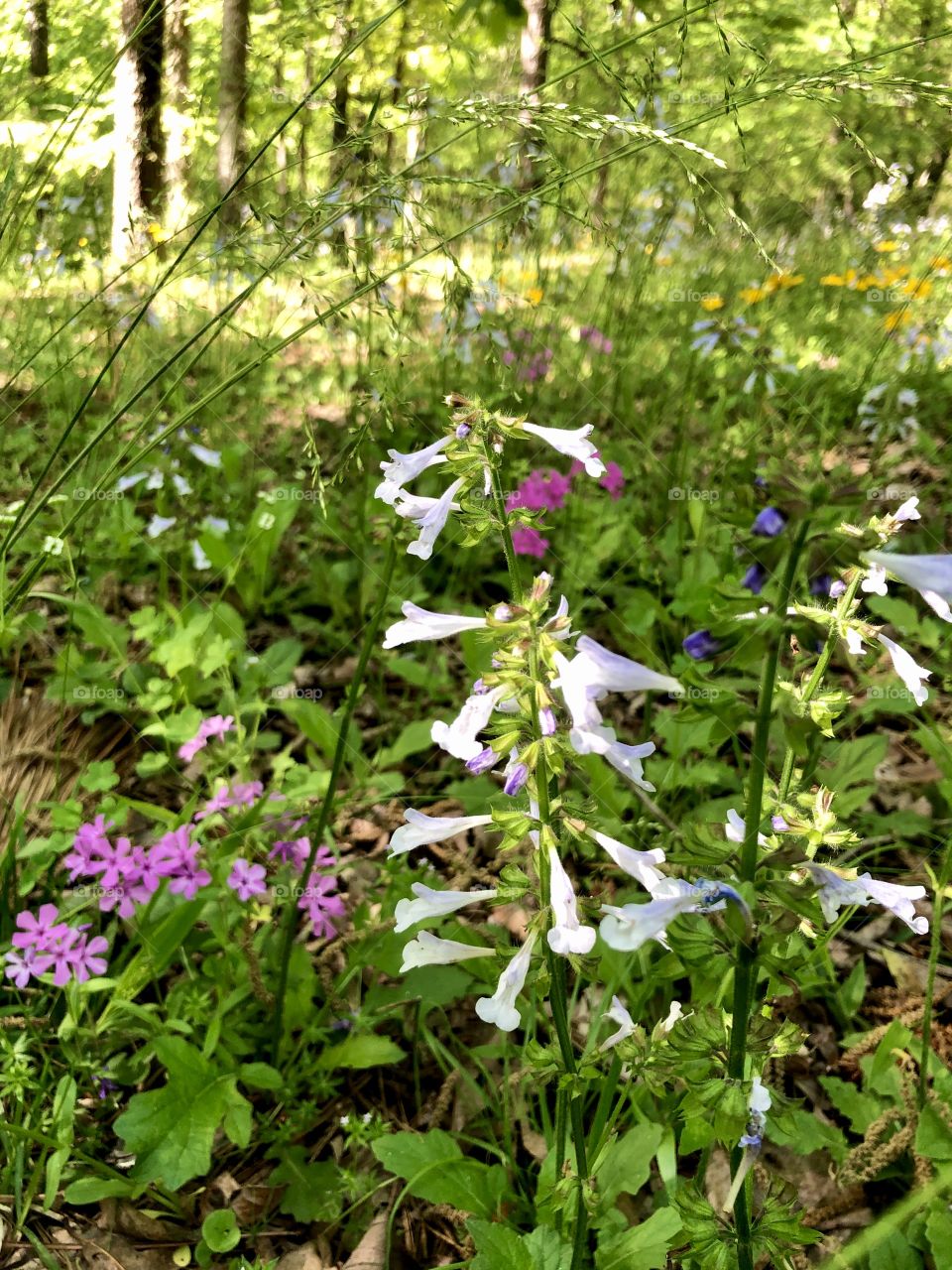 Meadow on edge of woods 