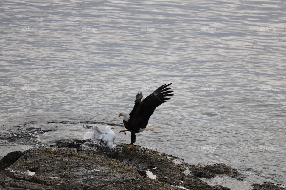 Bald eagle attacking seagull 
