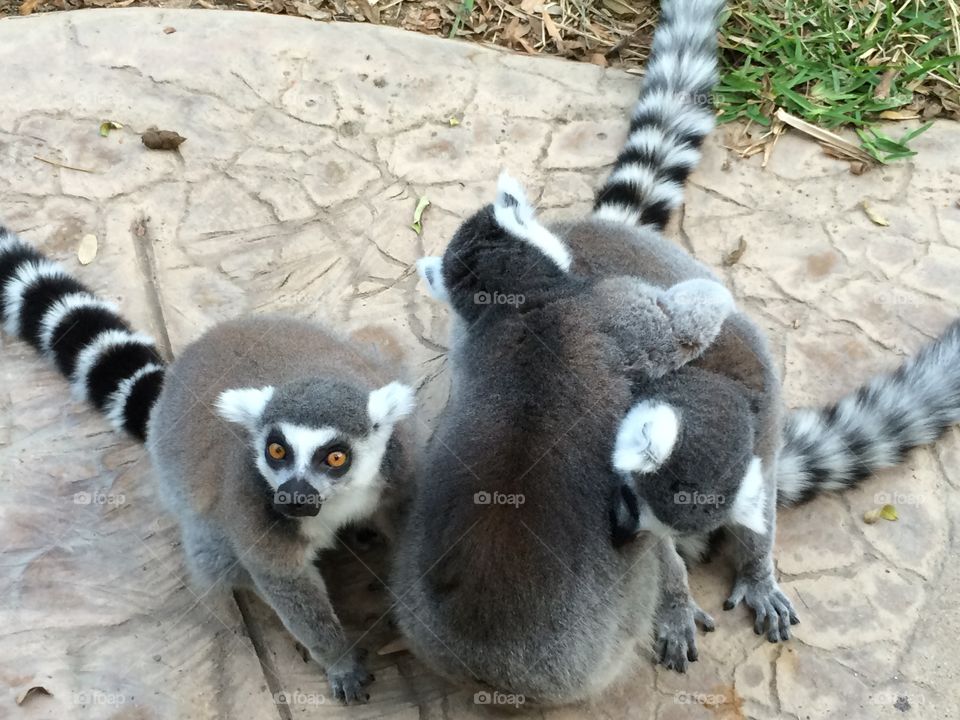 Lemur grooming