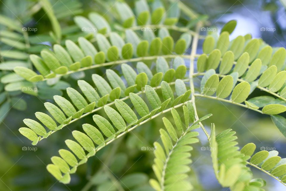 Golden Locus Leaves