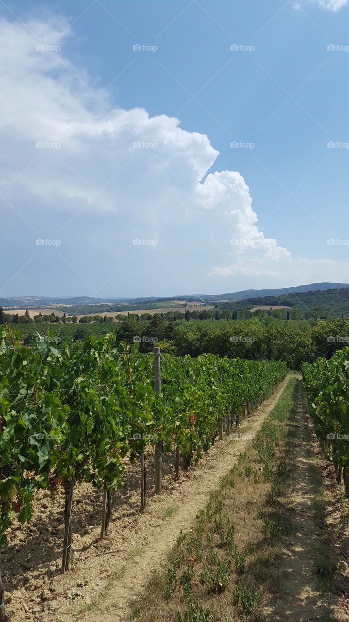 Vineyard in Italy.