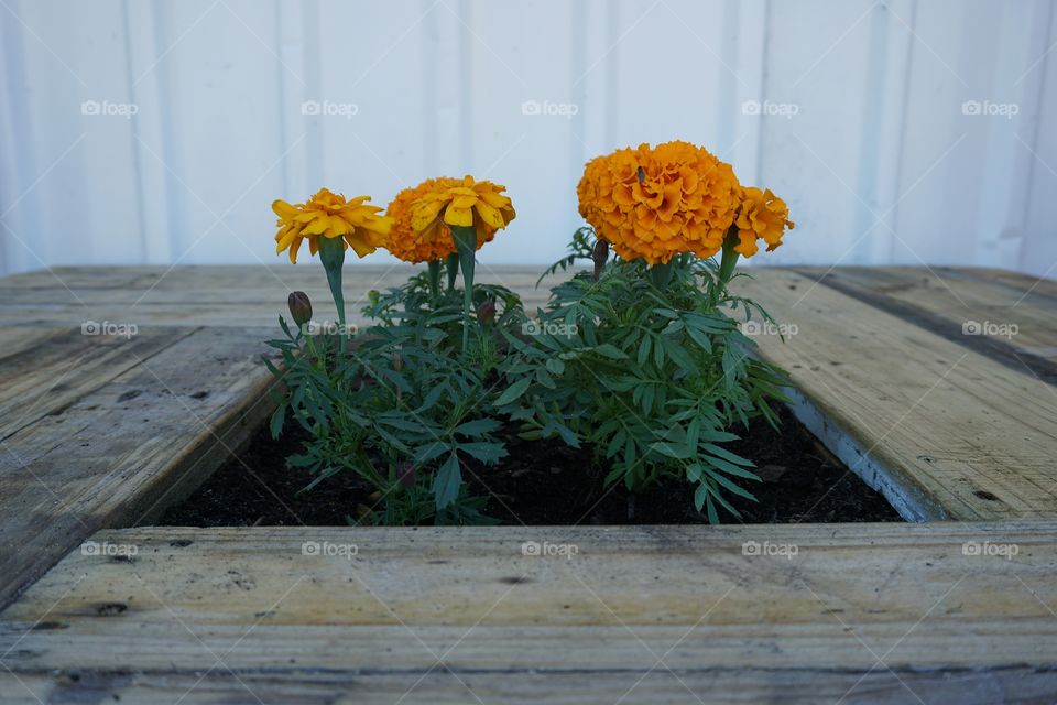 Tagetes erecta