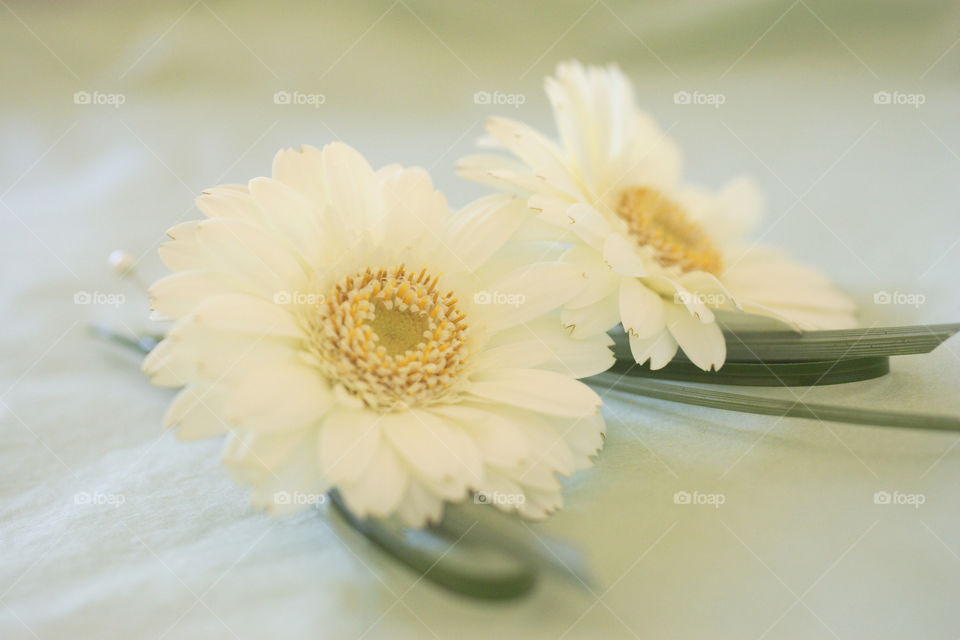 White Gerberas, wedding flowers