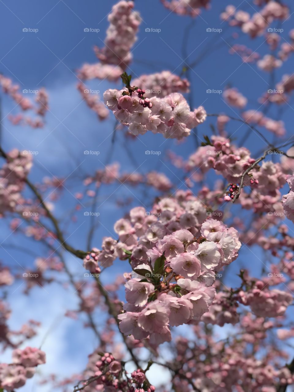 Cherry blossom.