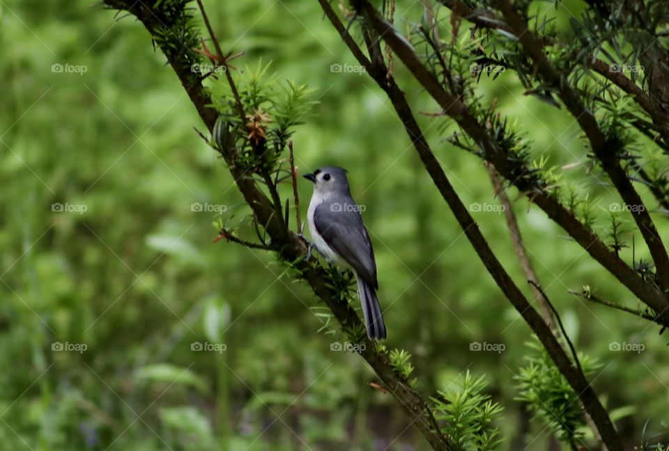Focus on Tufted Titmouse sitting on branch with green background