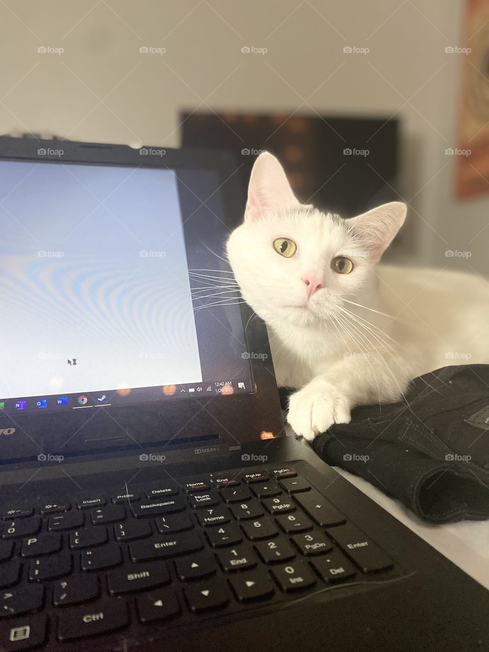 White green eyed cat with big pink ears and long whiskers helping me type on my laptop