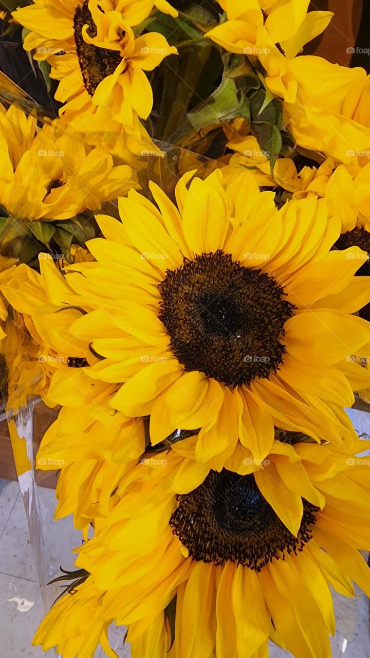 close up of bold yellow sunflowers