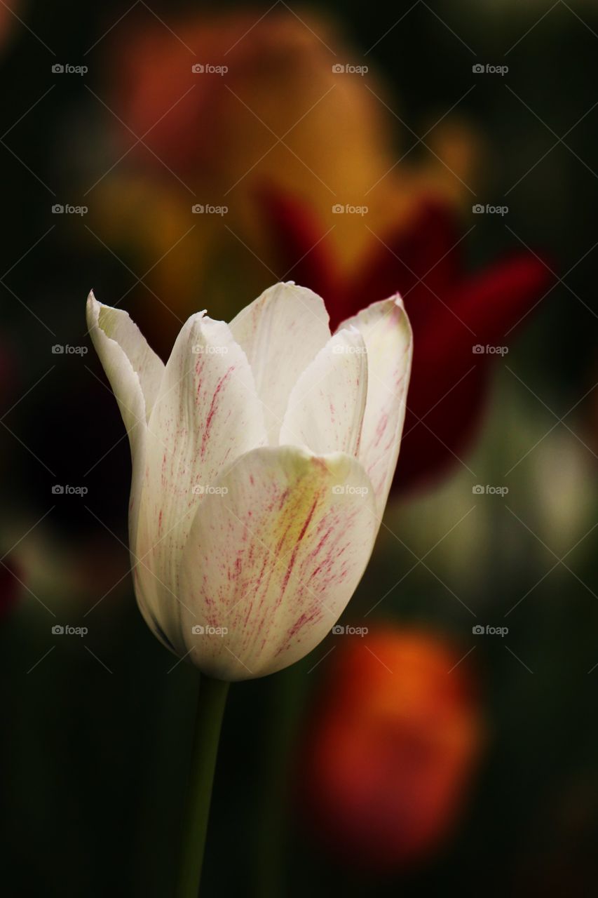 White tulip