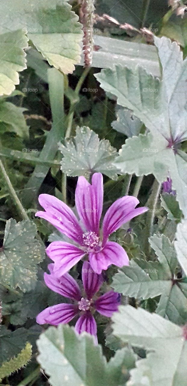 wild mauve lavatera