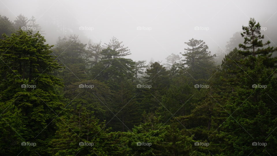Fog, Tree, Mist, No Person, Landscape
