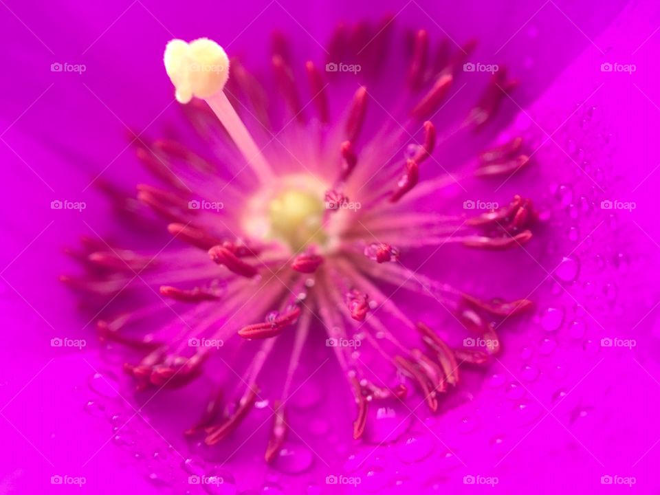 Flower Macro 