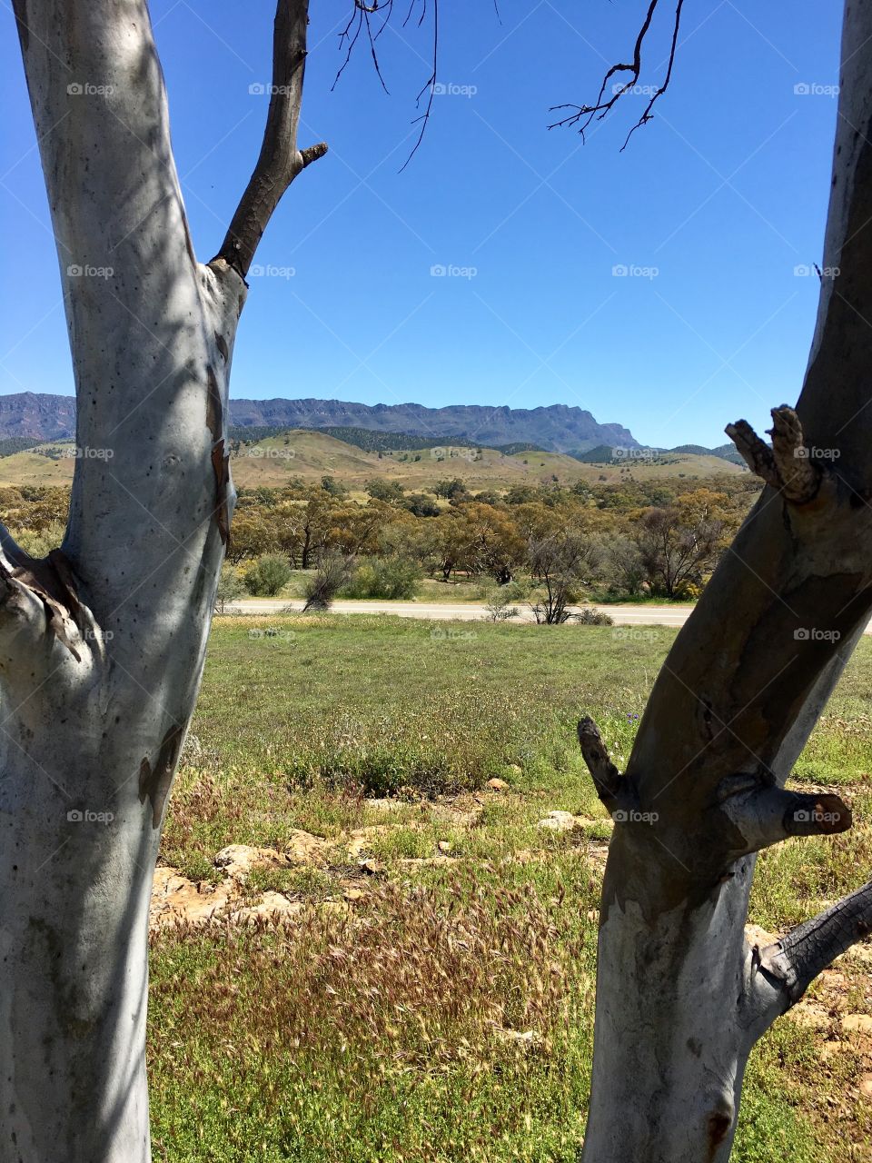 View of the Flinders Ranges through two gum trees in the south Australian outback near Blinman 