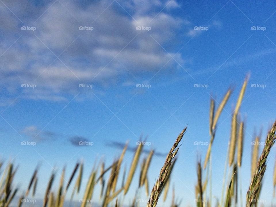 sky sweden meadow macro by reneebacke