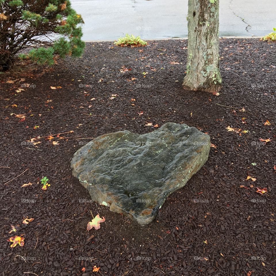 Pic of heart💛shaped flat rock under tree with bush next to it. Wood chips are all around at this decorative area of a medical facility.
