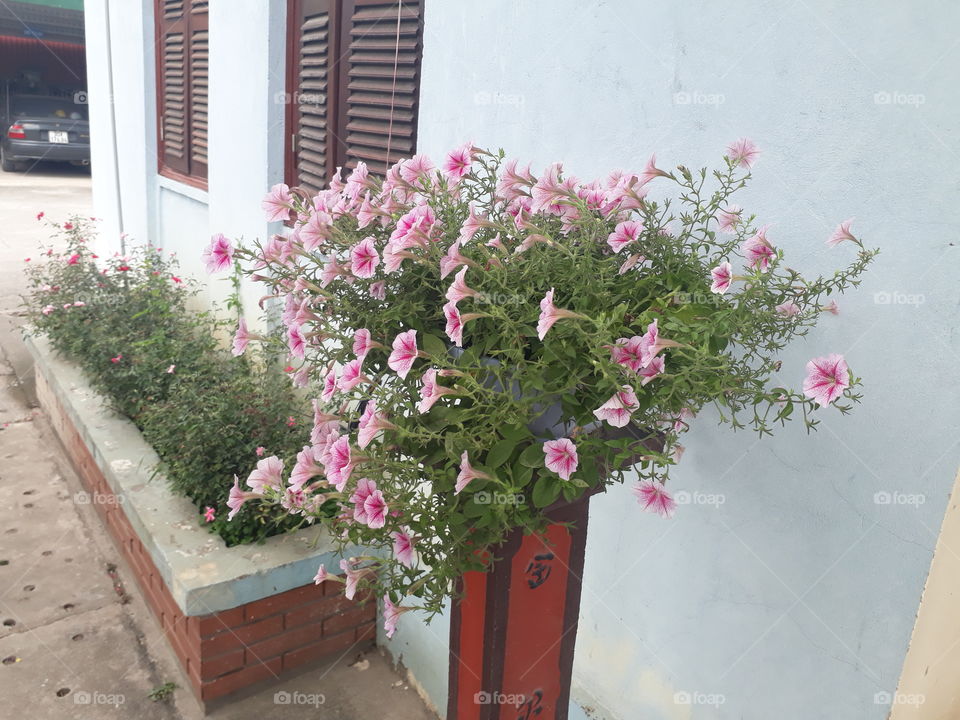 Flower, No Person, Flora, House, Pot