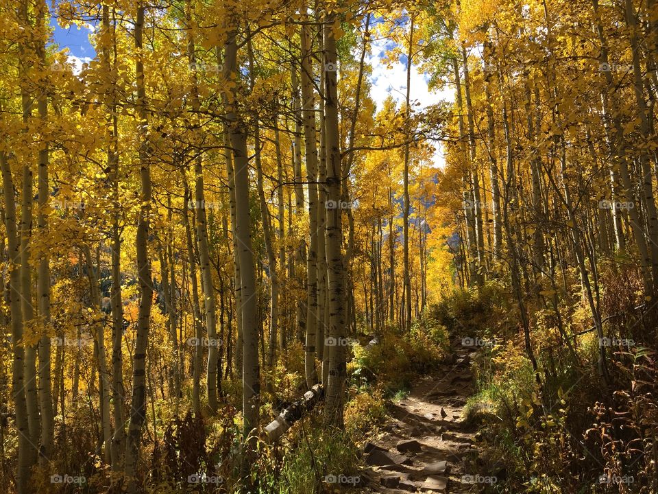 Yellow autumn trees in forest