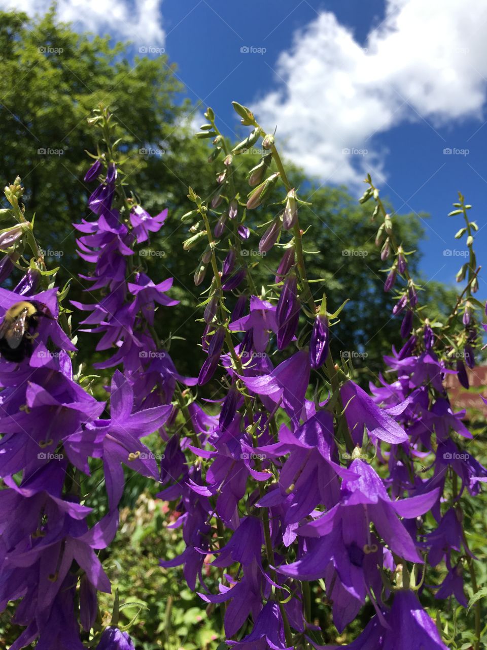 Purple flowers 