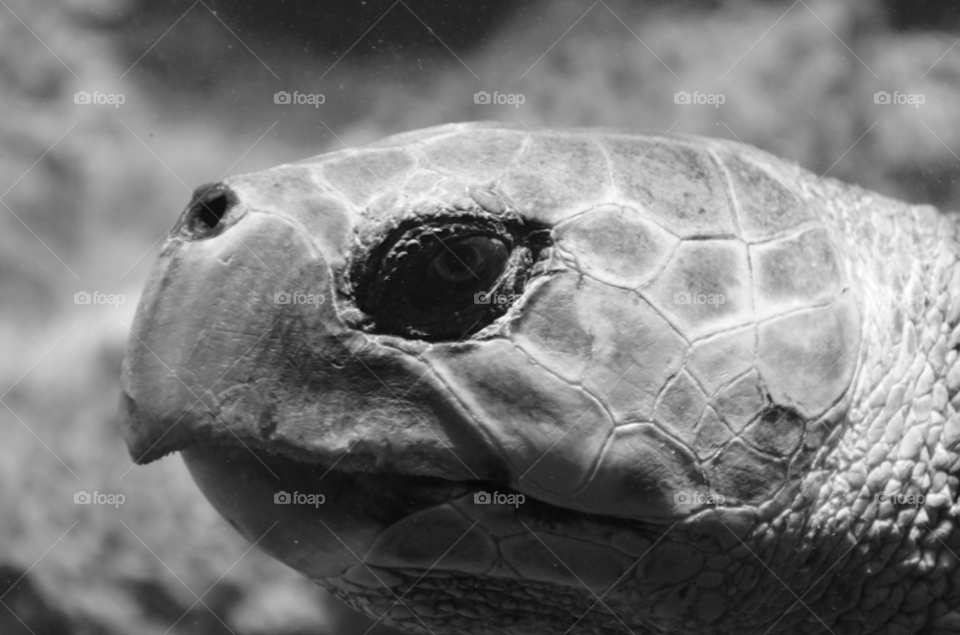 animal eye reptile turtle by hkjohan
