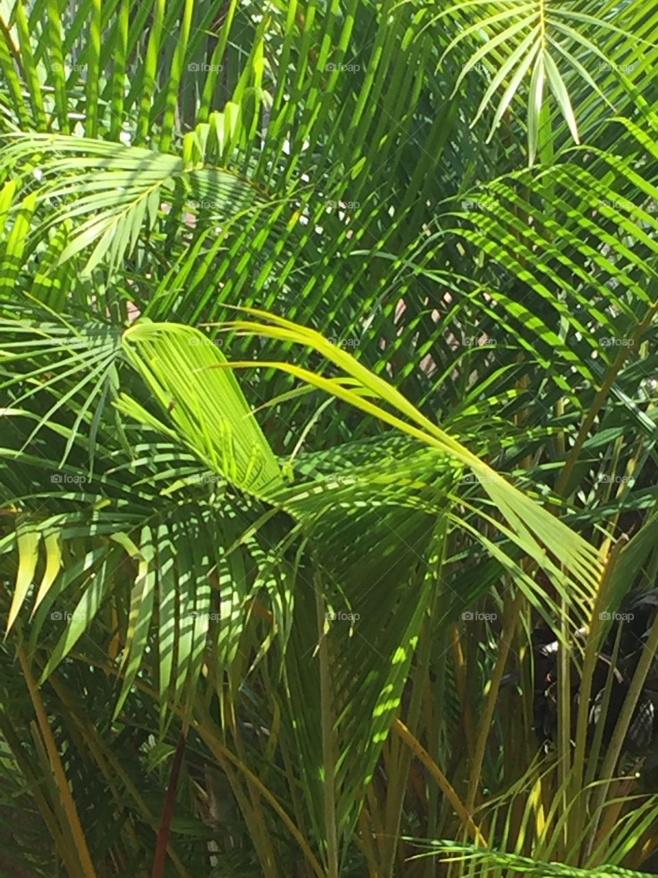 Greenery🌿☘️🍀