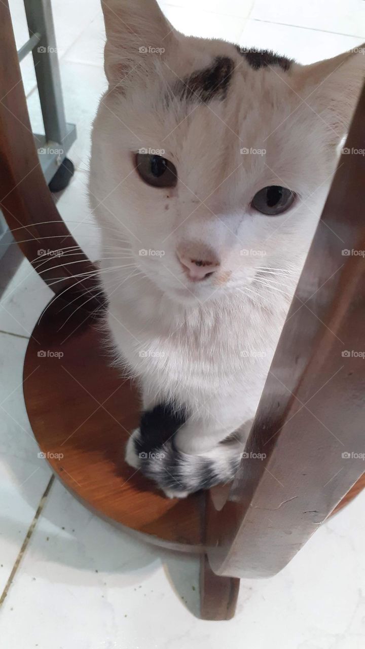 el auténtico gato blanco