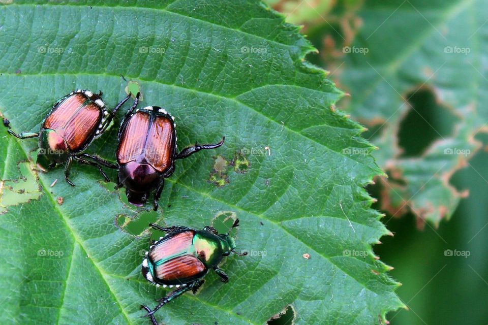 Japanese Beetles eating a blackberry plant. 