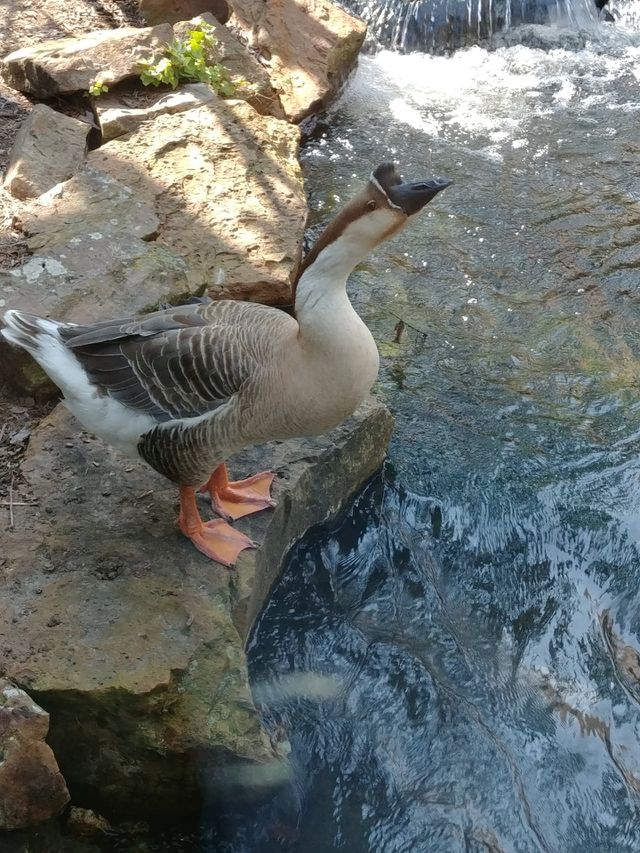 goose