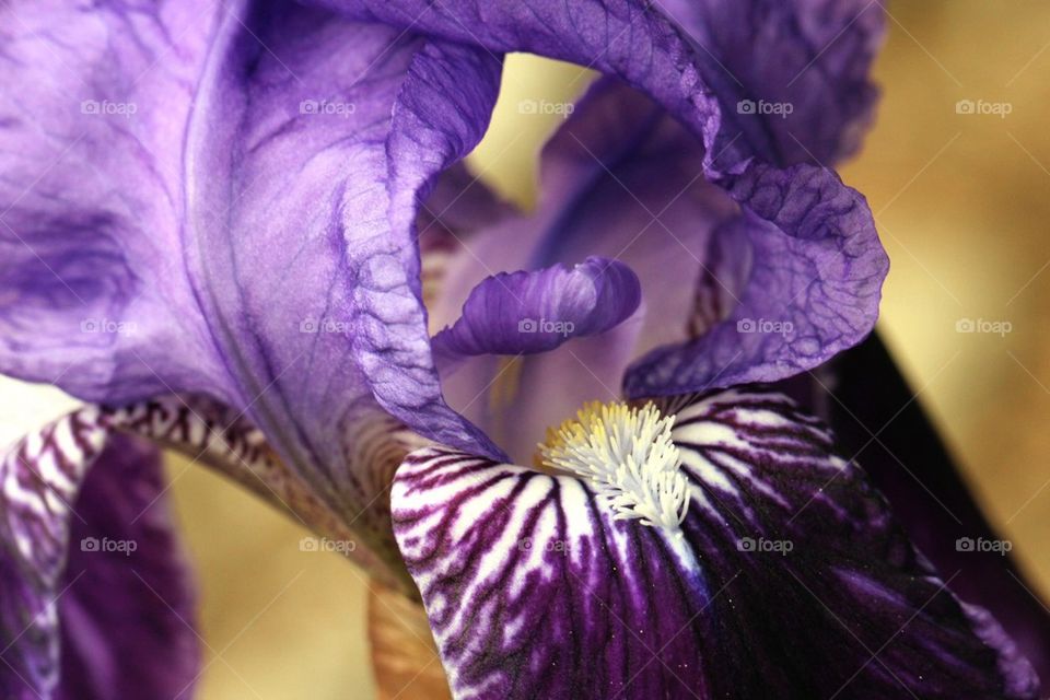 Flower in close up