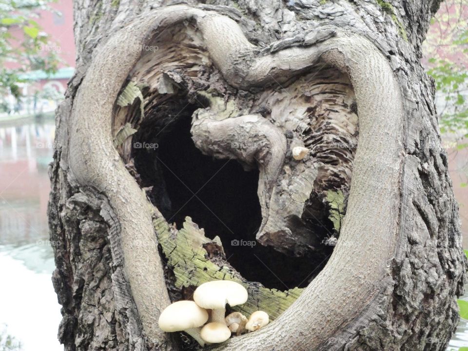 The heart of the tree: a heart-shaped hole in a tree trunk, with mushrooms growing out of it.
