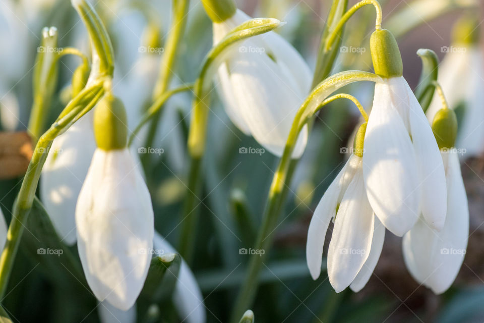 some of the first signs of spring are the early snowdrops popping up