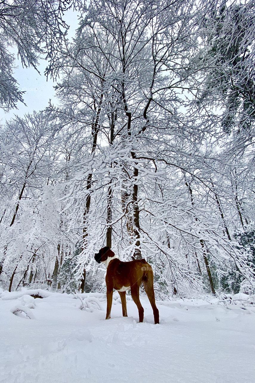 Tuck the Snow King