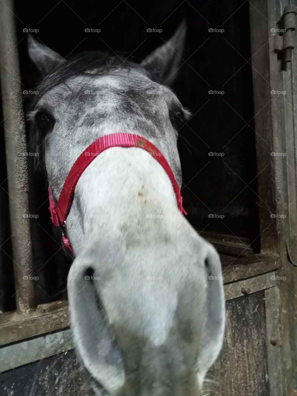 horse inside stable pink halter
