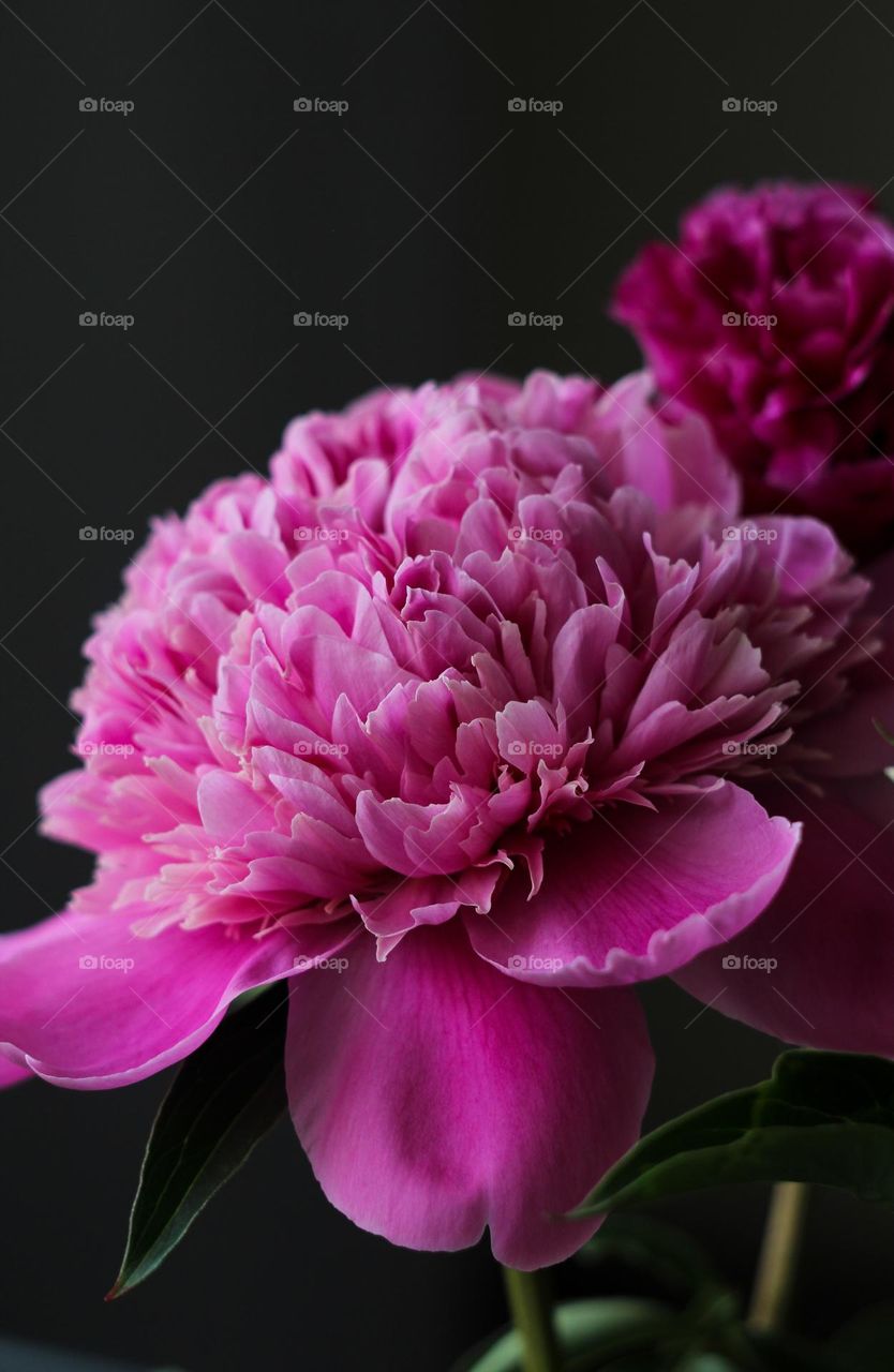 Pink peony close-up