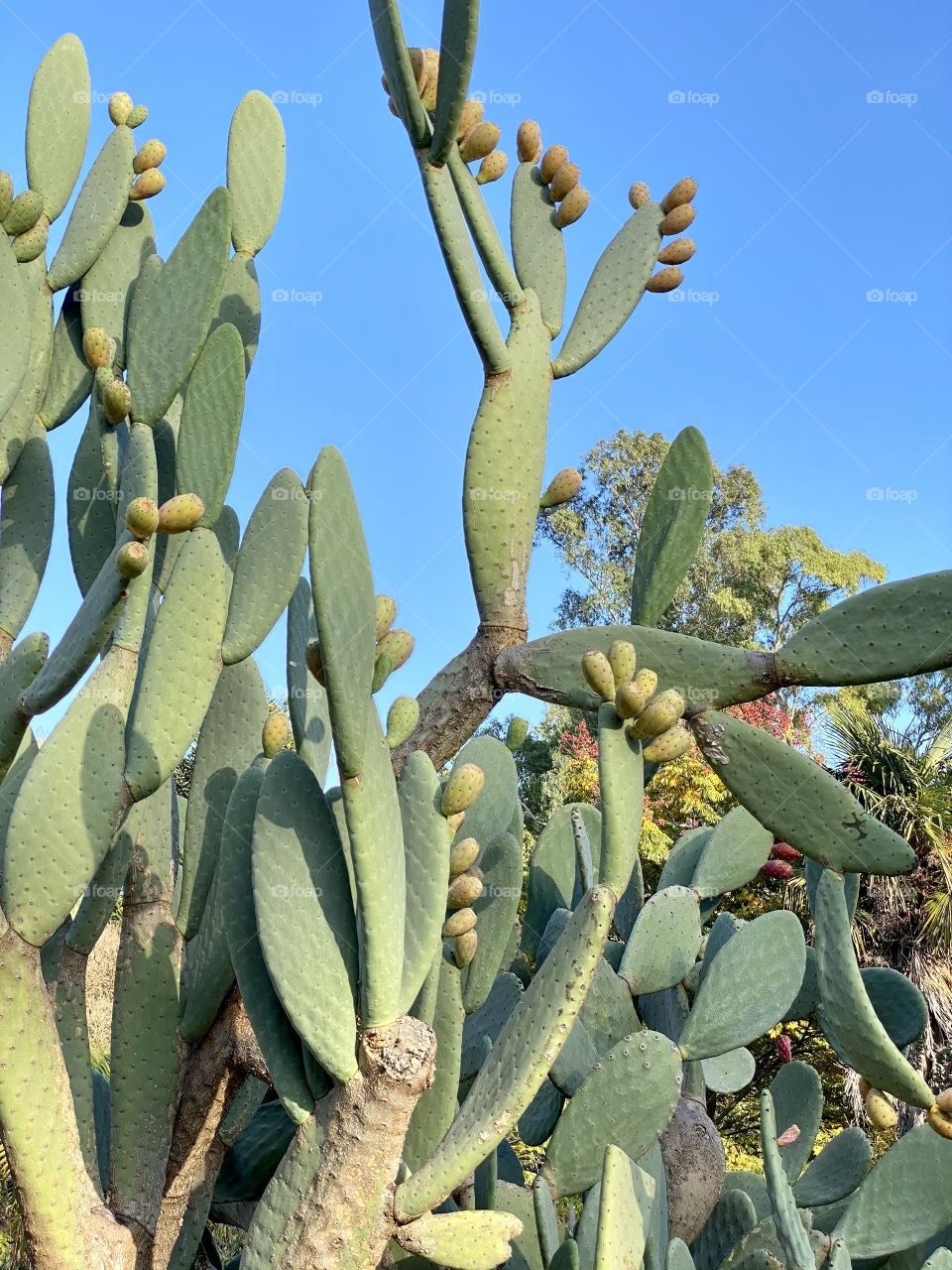 Cactus plant with flower buds 