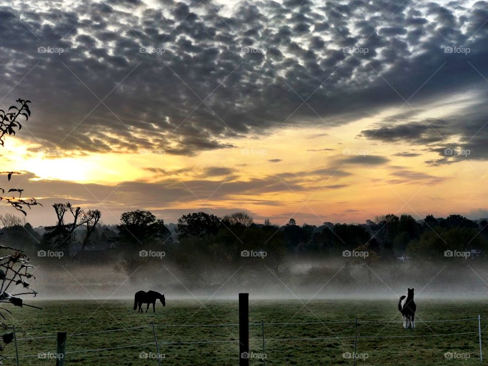 Early Morning Horses