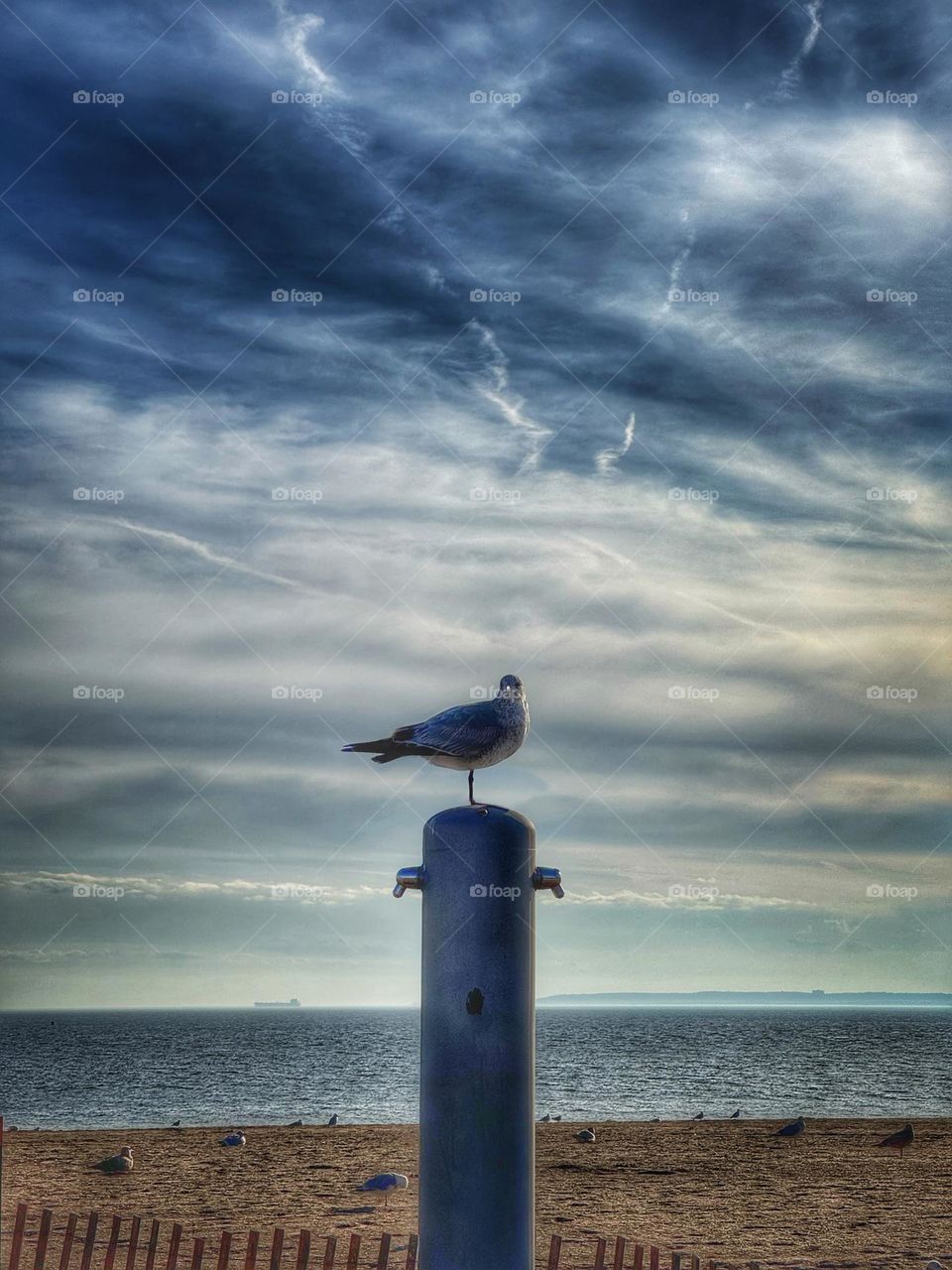 Seagull standing on a shower station at the beach