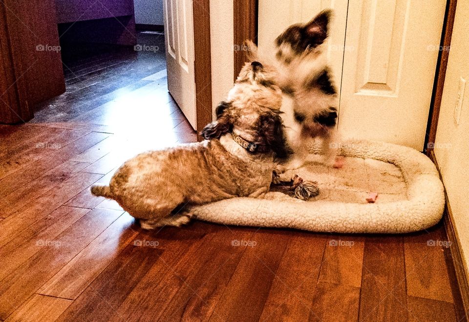 Dog playing with puppy