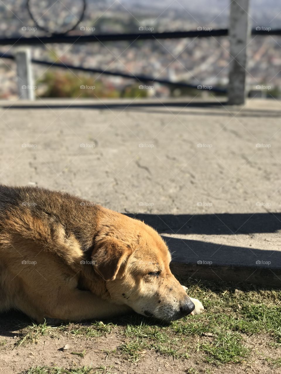 Stray dog taking a quick snooze near a Quito Ecuador monument on a sunny spring day