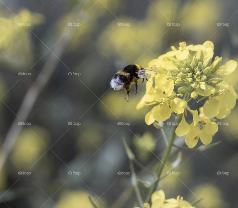 A bee flying towards yellow flowers