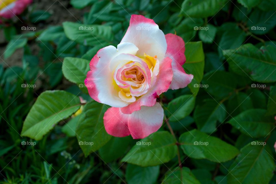 Aquarell rose