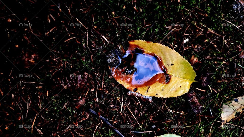 on the forest floor