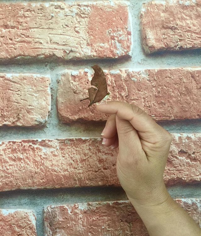  Leaf
